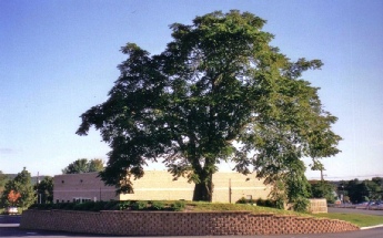 Butternut Post Construction.jpg